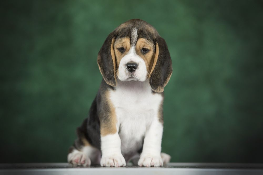 Photograph by Дарья Лисицына