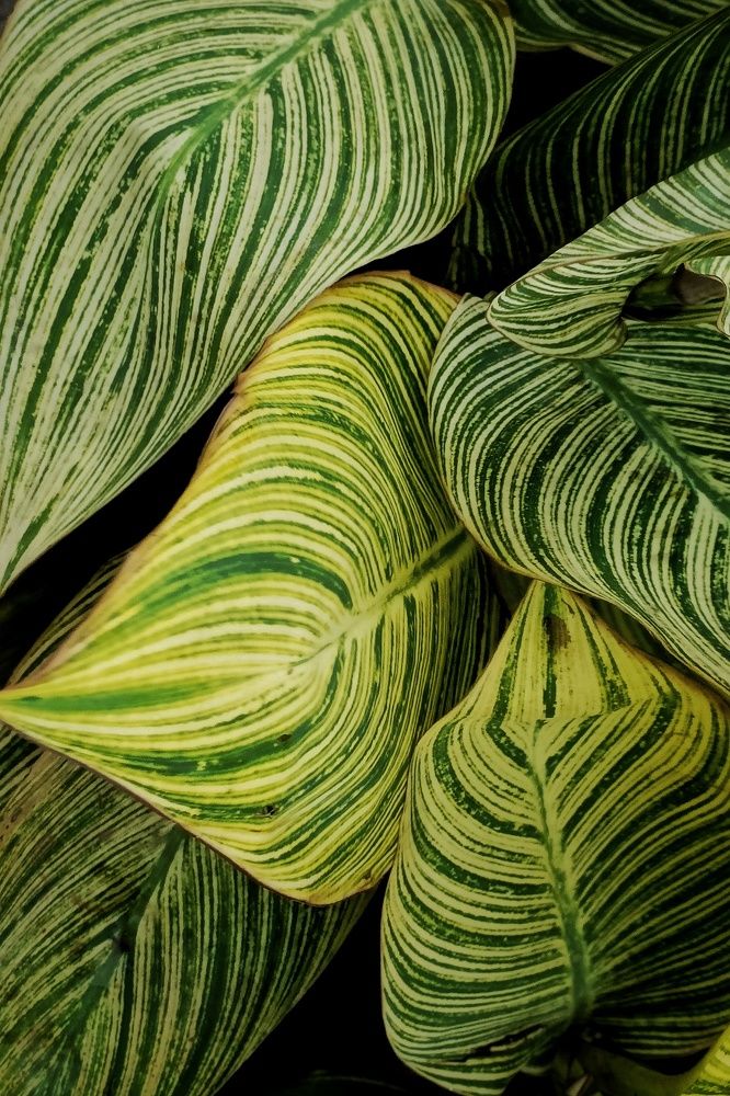 Photograph by Susanjit Saha