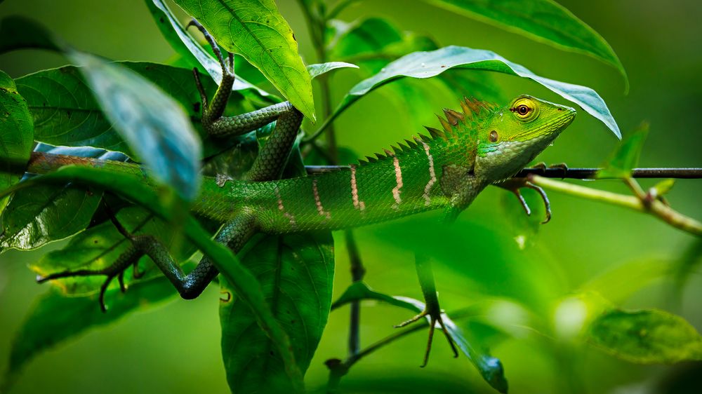 cute little green