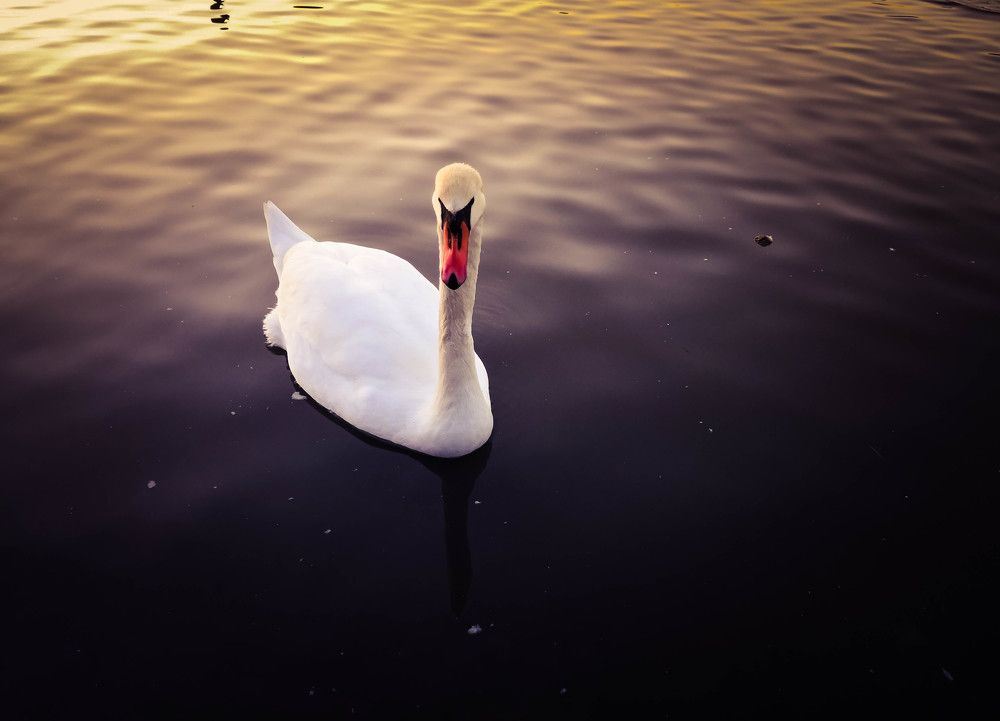 Photograph by Галина Литвинова