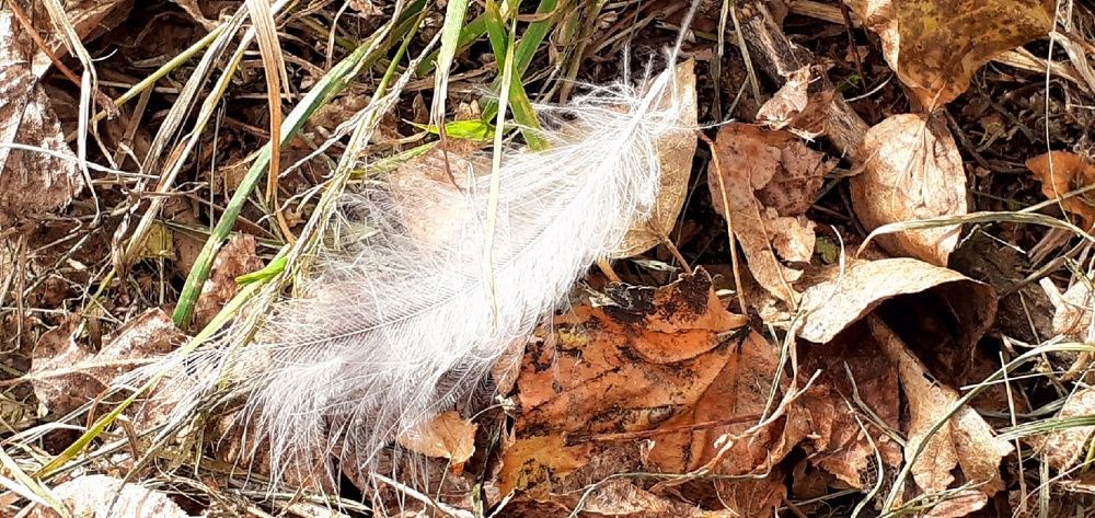 Photograph by Евгения Ульянова