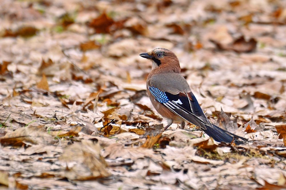 Фотография автора Антип