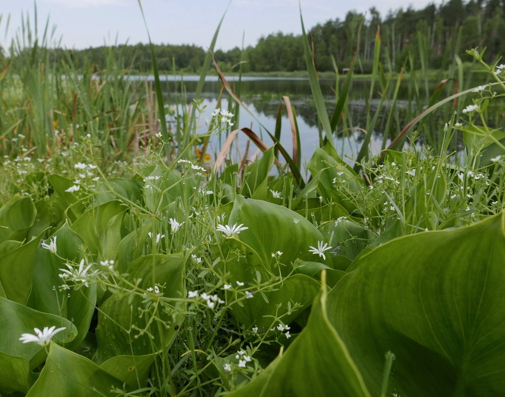 Photograph by Юрий Сычев