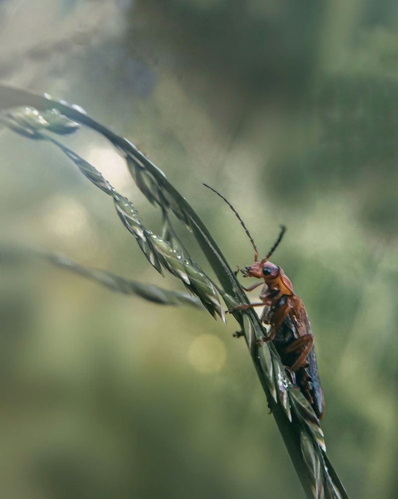 Photograph by Светлана Ишкина