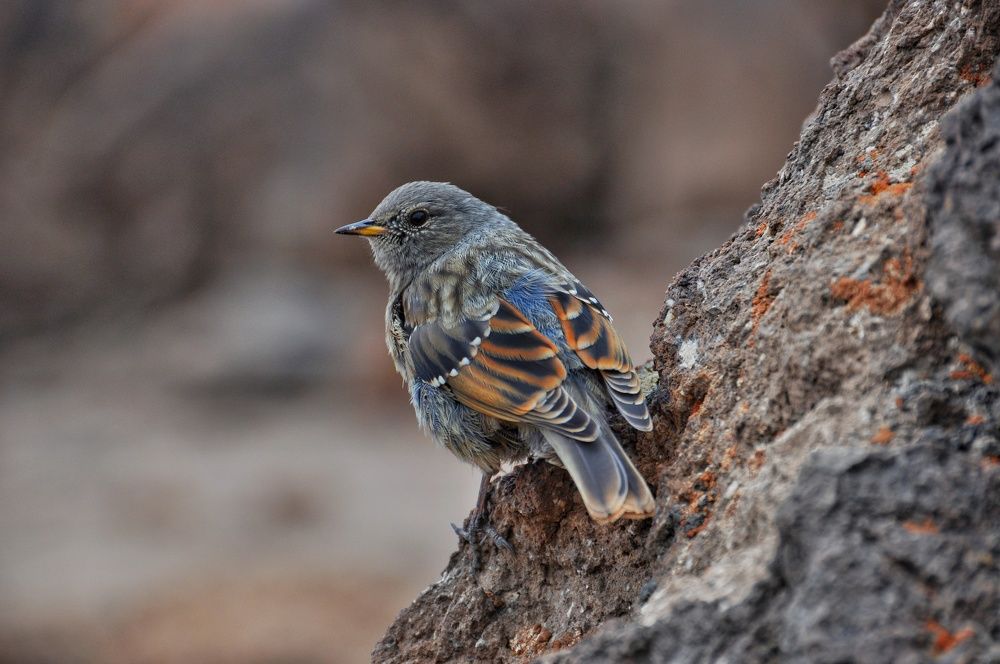 Photograph by mohammad tahmasebi