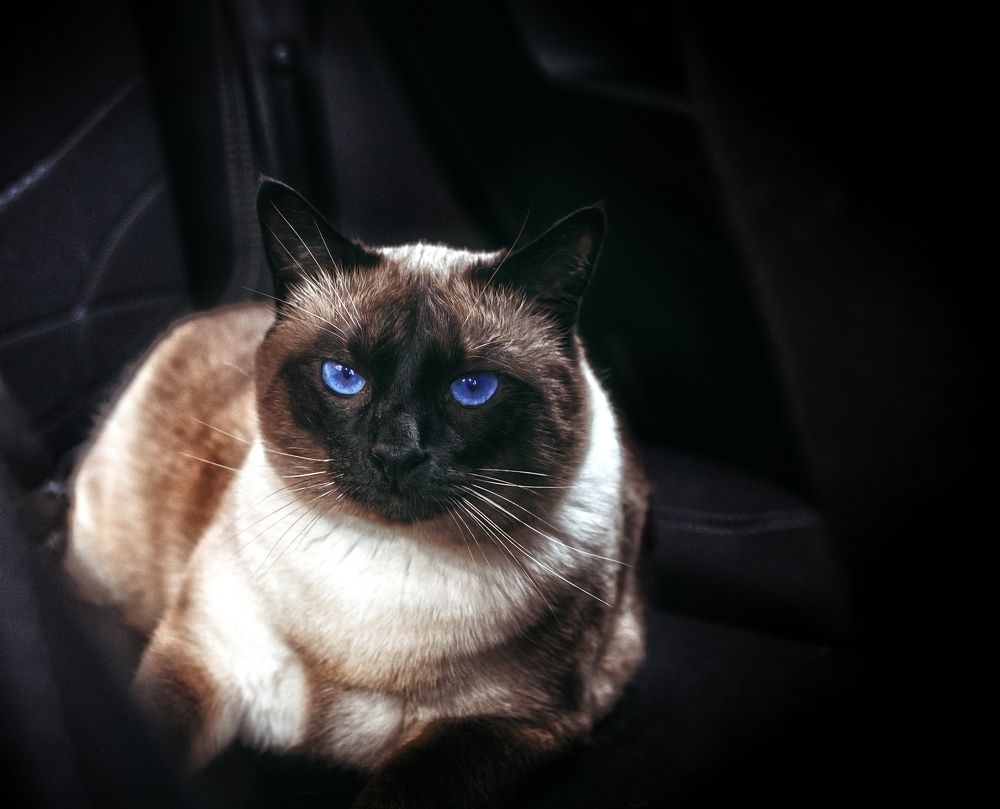 Photograph by Элла Алексеева