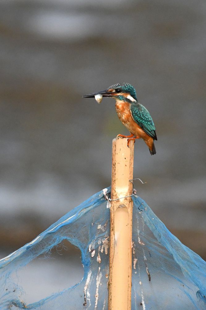 Photograph by SRIMANTA RAY