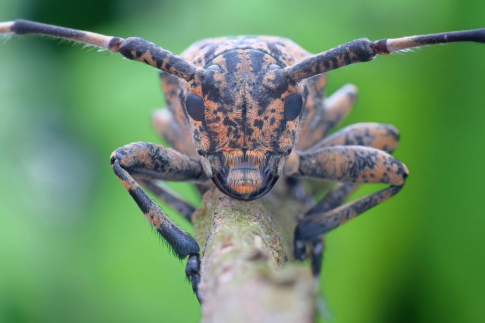 Photograph by Chen-You Li