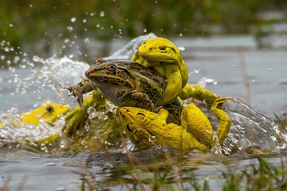 Photograph by Ashoke Shil