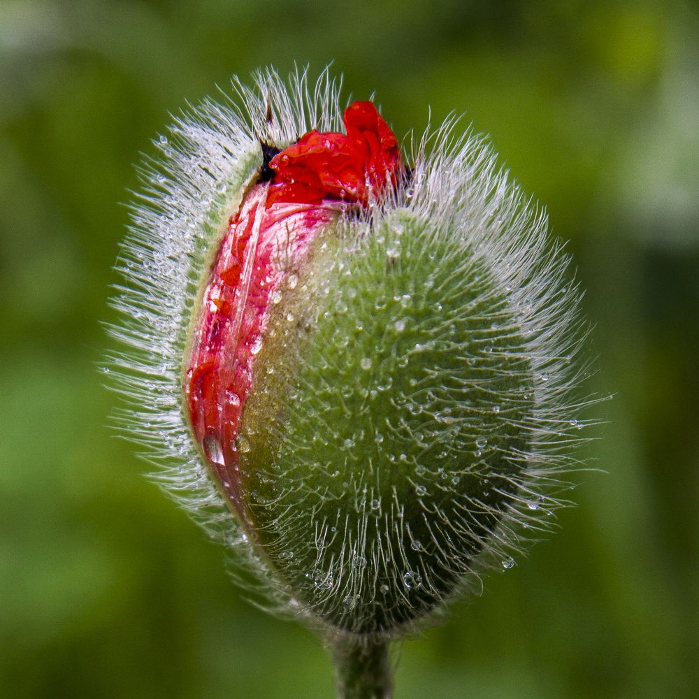 Зелёный цвет - 12