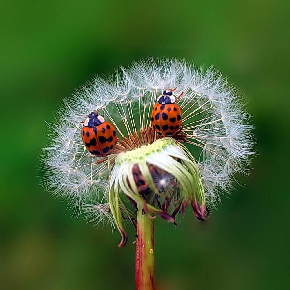 Photograph by Игорь Чеботарёв