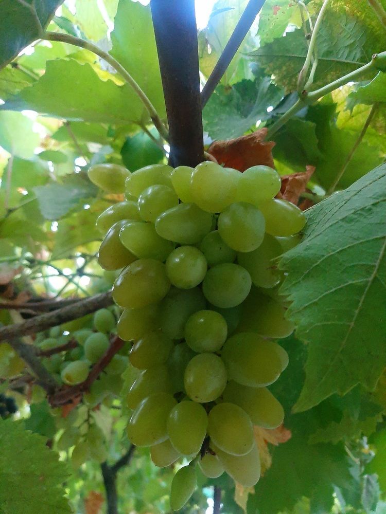 Photograph by Natalya Vasilenko