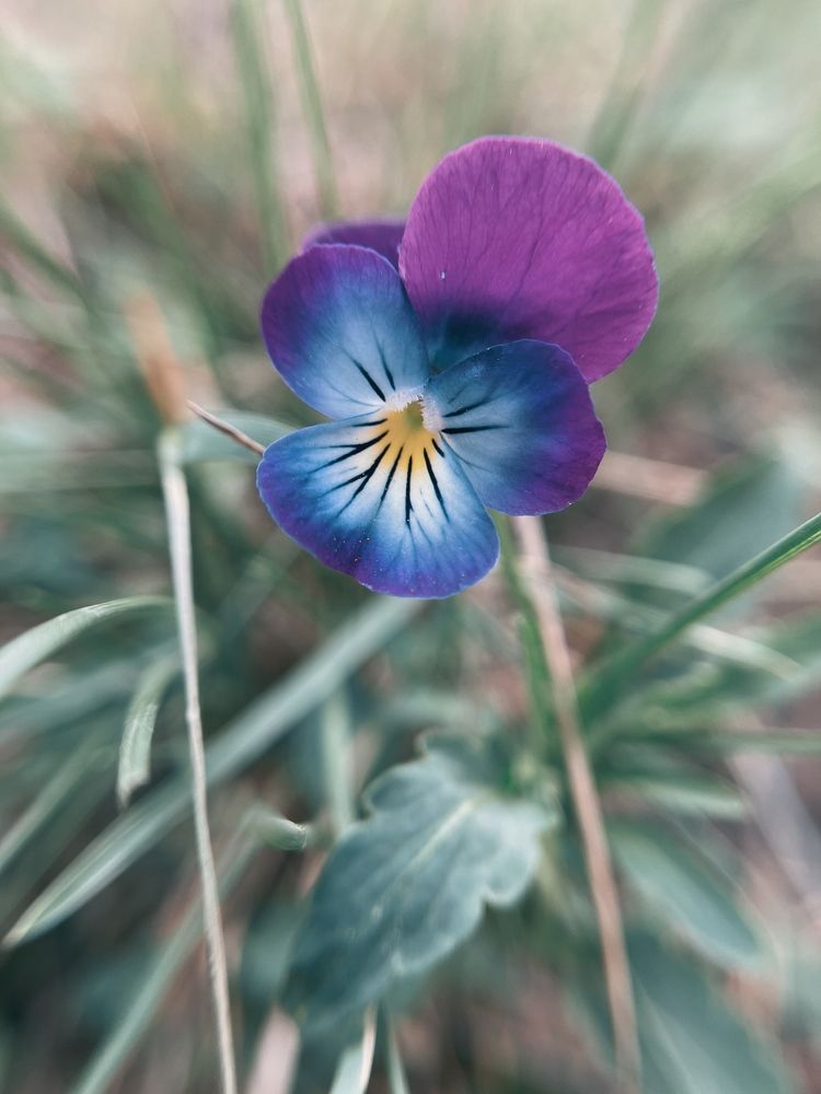 Photograph by Мария Шрейдер