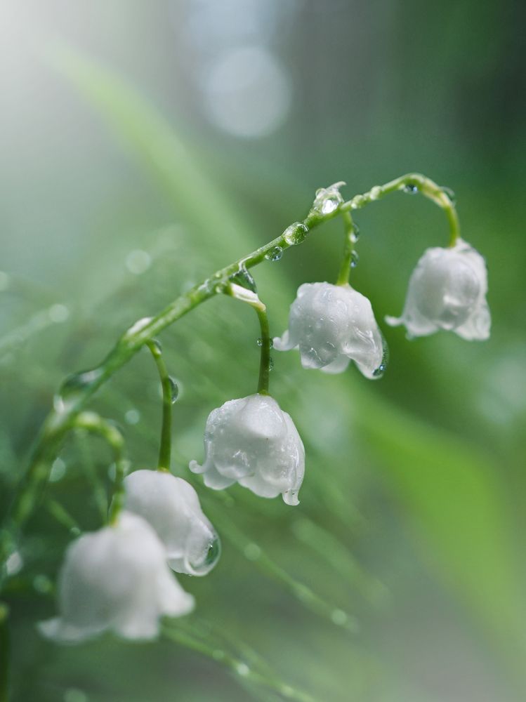 Photograph by Калёв Сергей