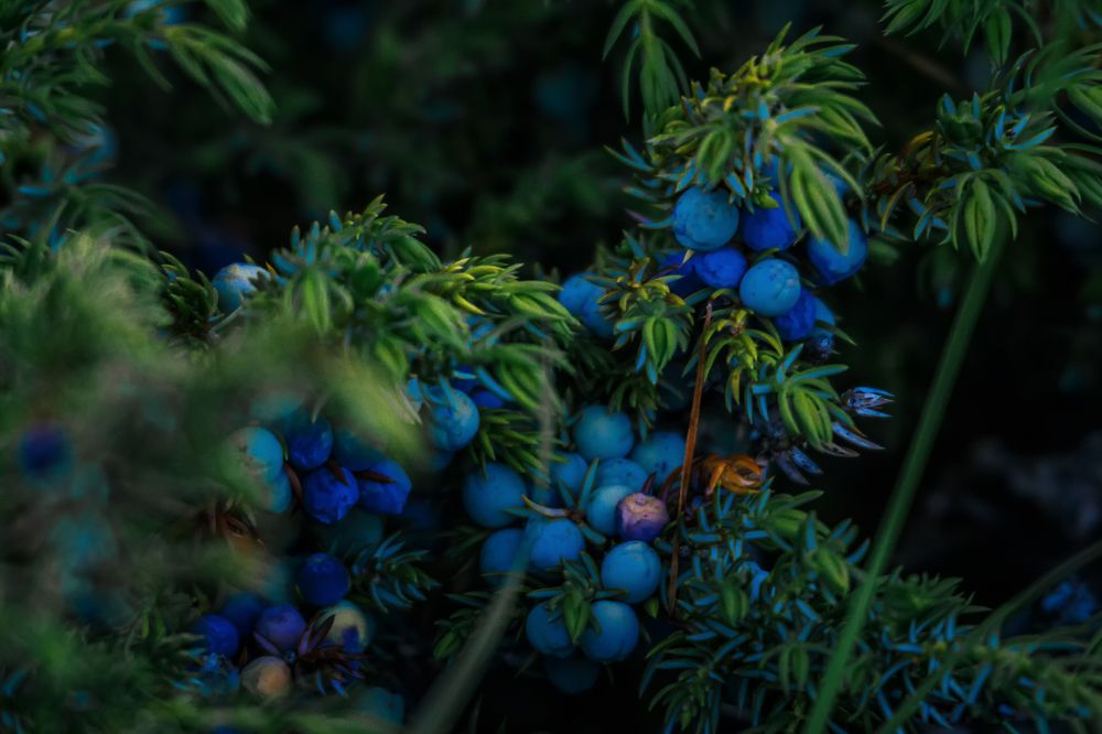 Можжевельник.