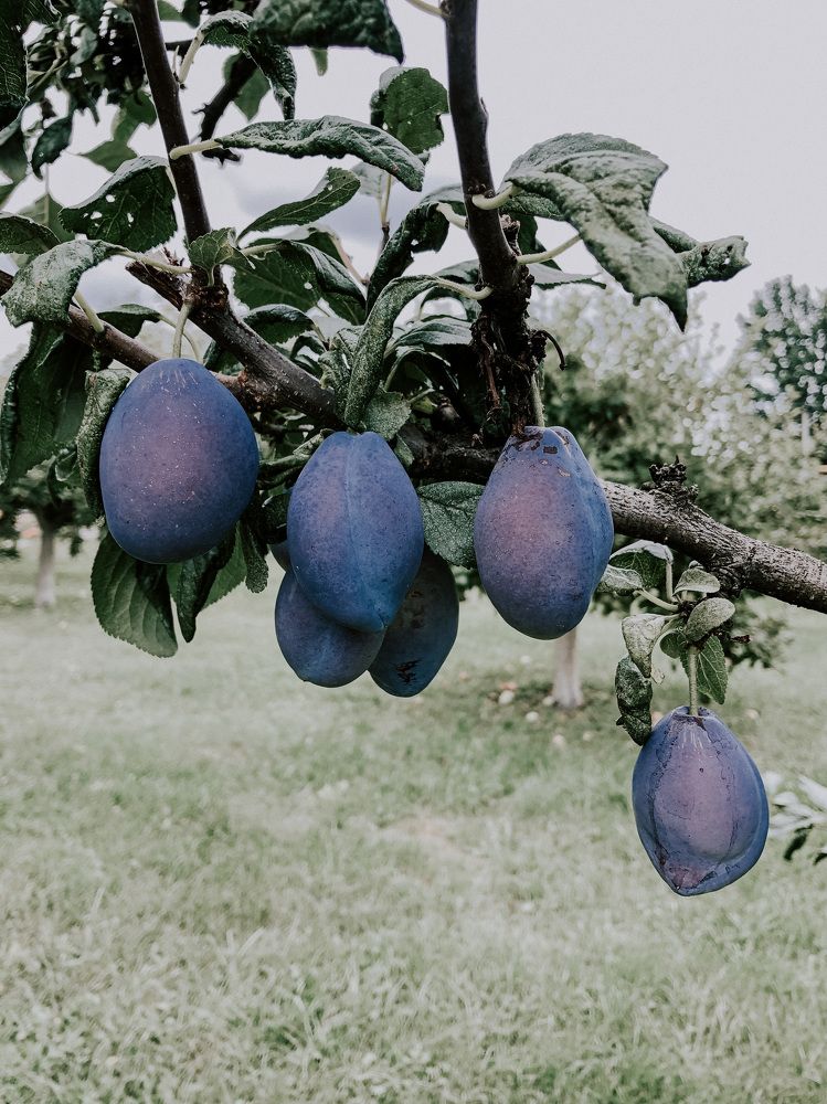 Photograph by Кристина Луканова