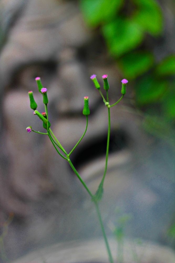 Photograph by Régis Santos