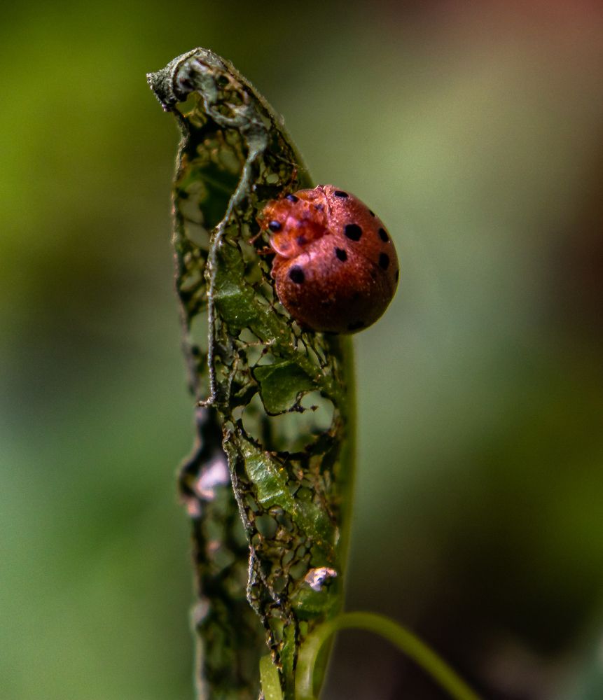 Photograph by Susobhan Biswas
