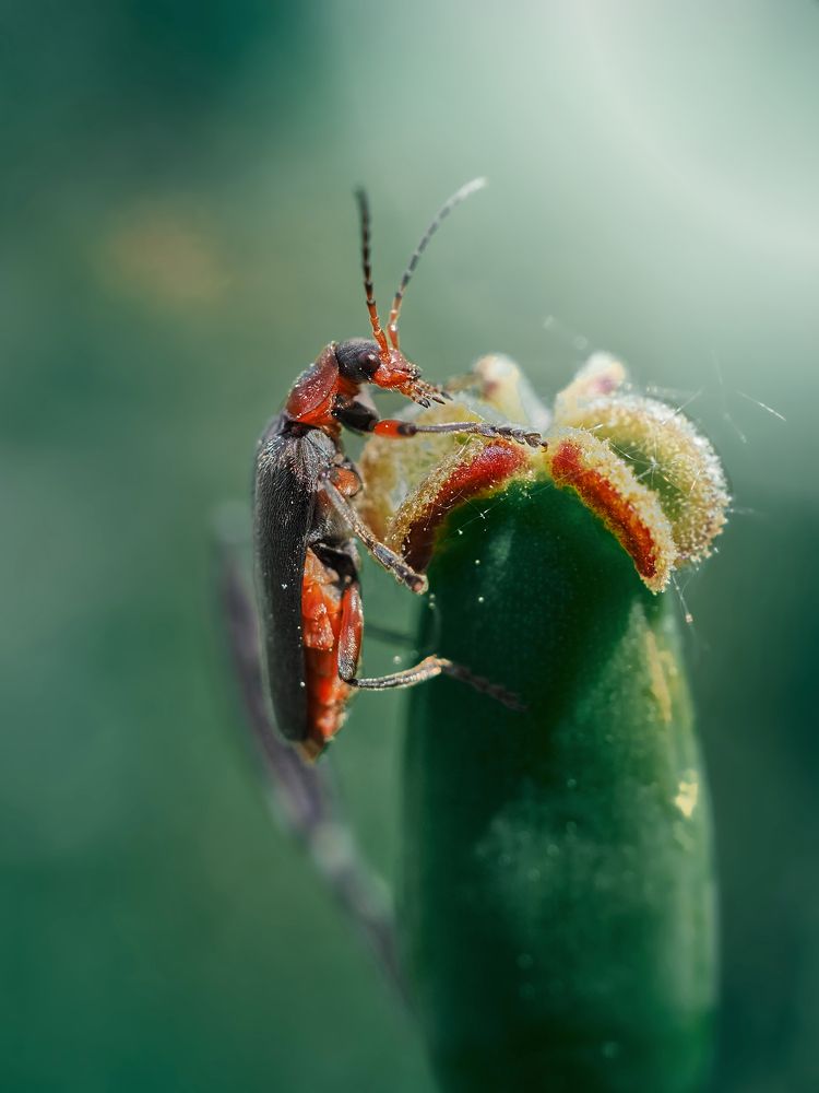 Photograph by Сергей Калёв