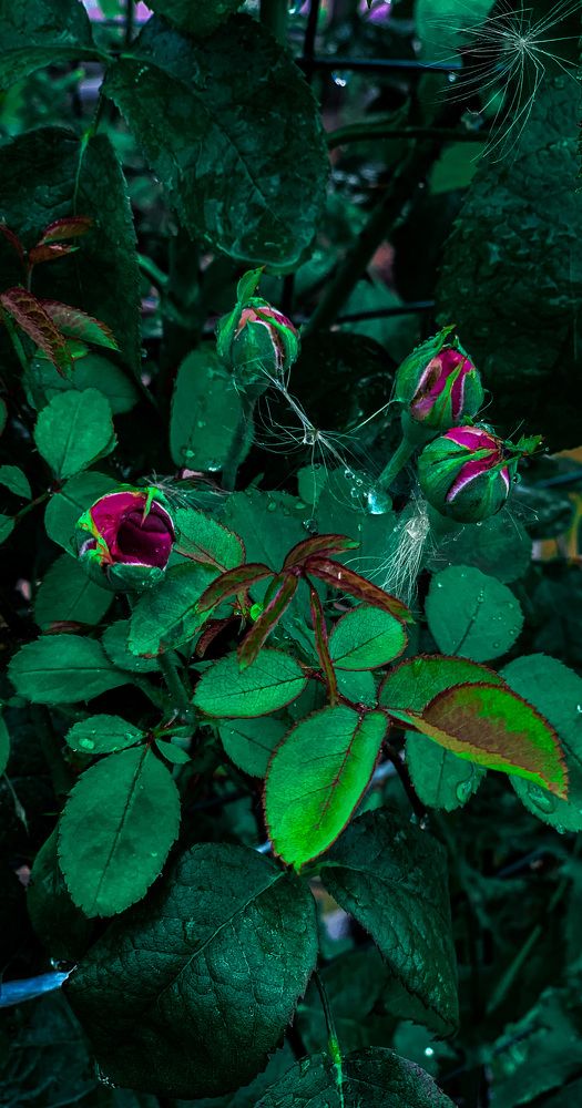 Photograph by Екатерина Алимова