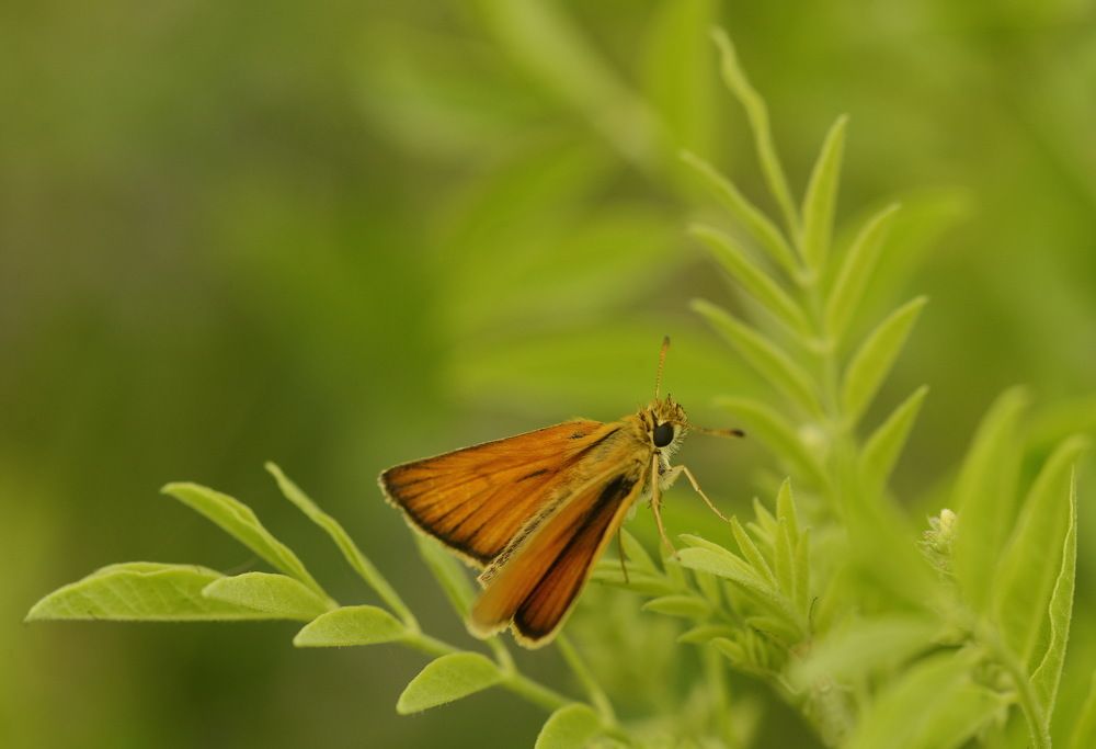Фотография автора Медведев Сергей
