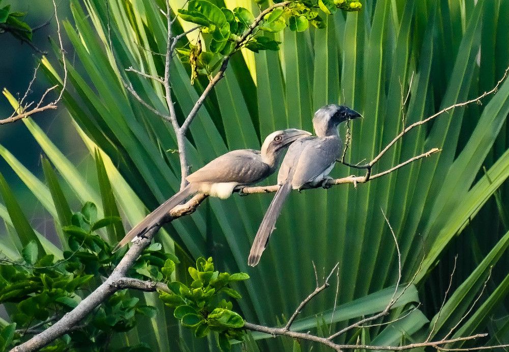 Gray Hornbill Couple