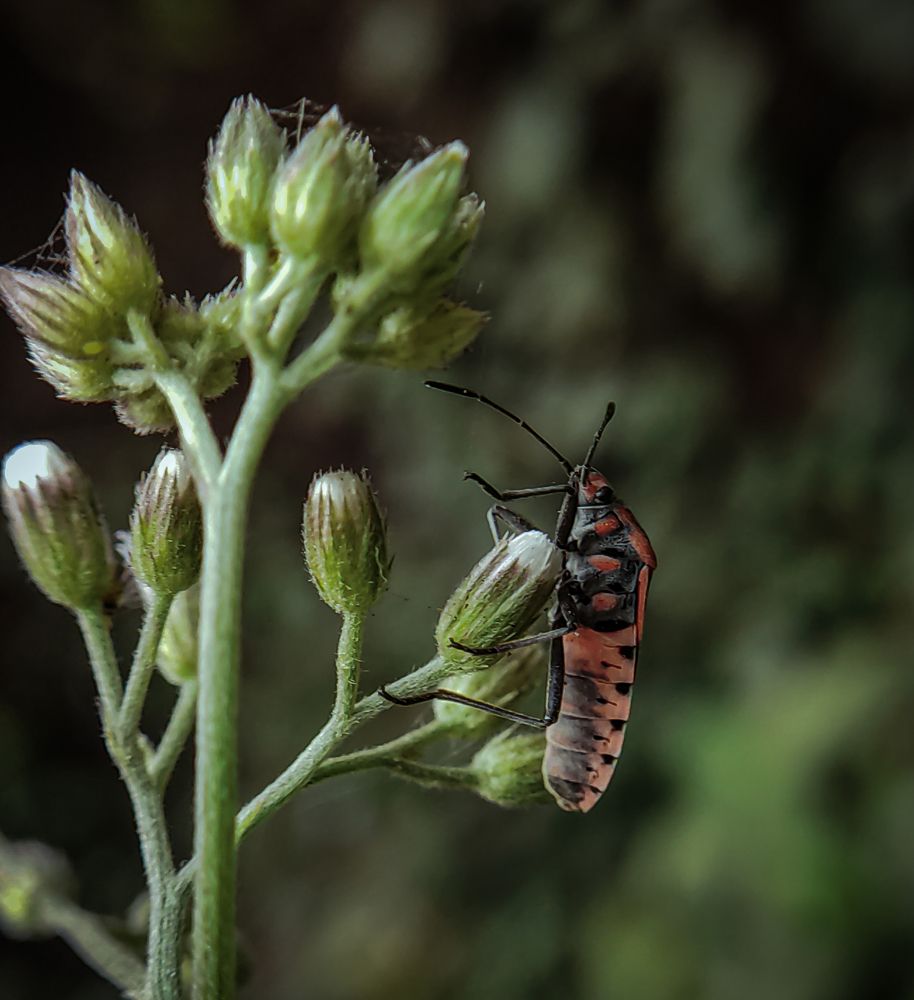 Photograph by Shibanjan Saha