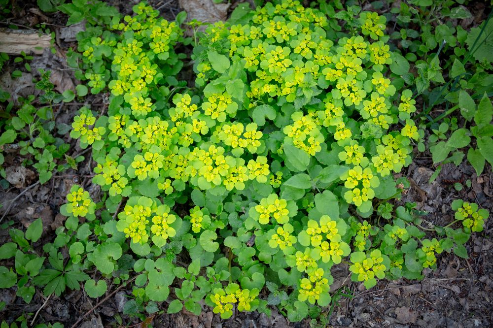 Photograph by Наталья Катюжанская