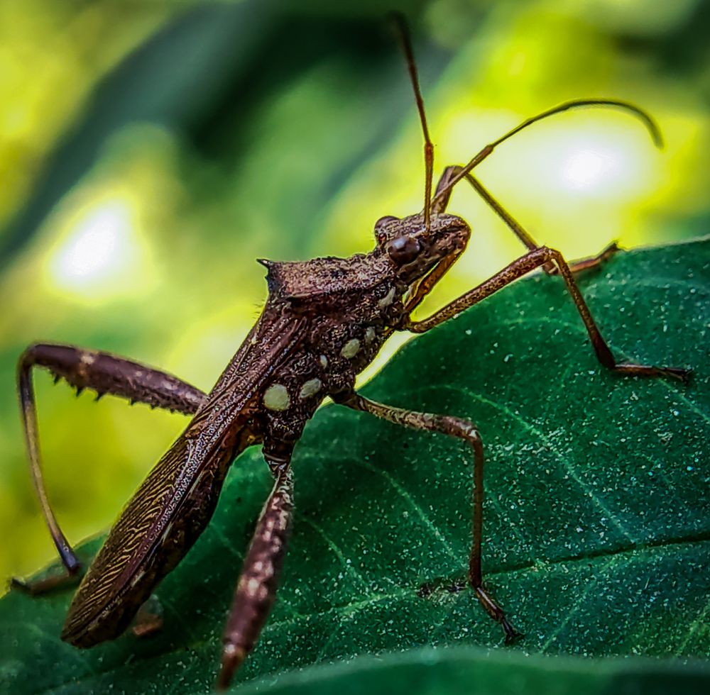 Photograph by Shibanjan Saha