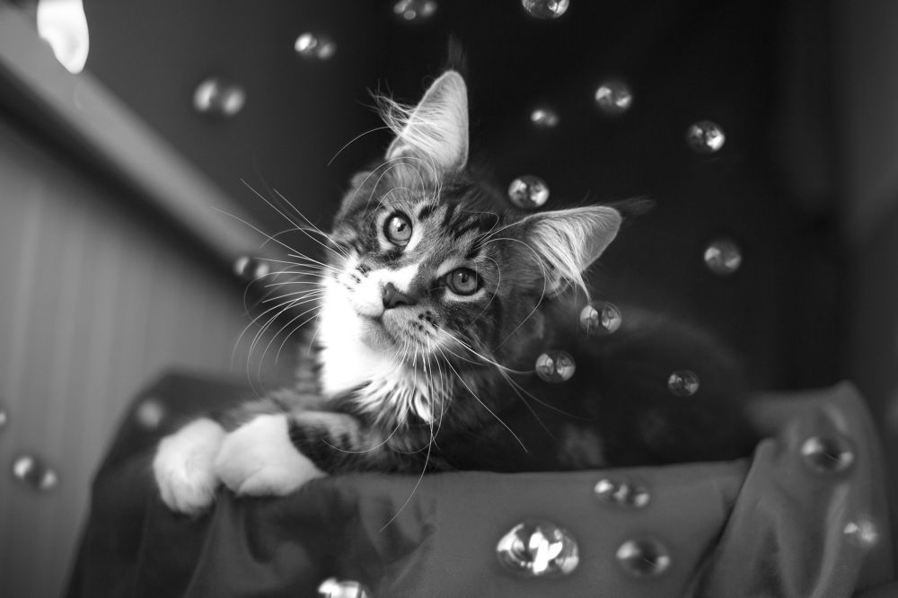 Photograph by Ирина Мамонова