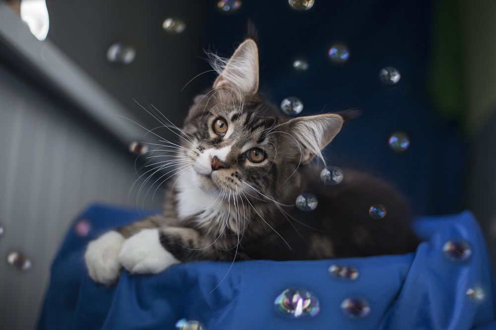 Photograph by Ирина Мамонова