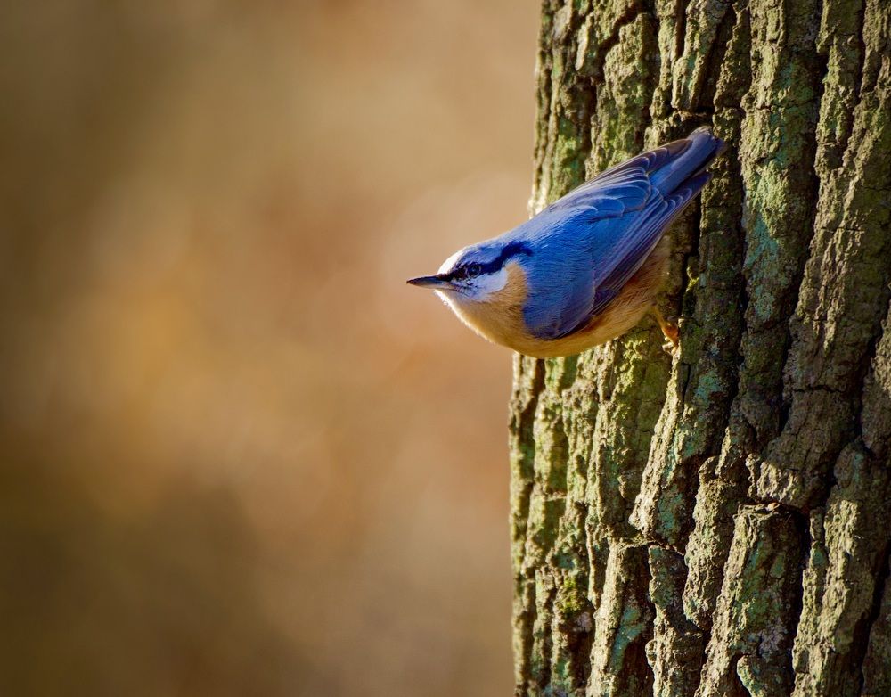 Фотография автора NIghtdream