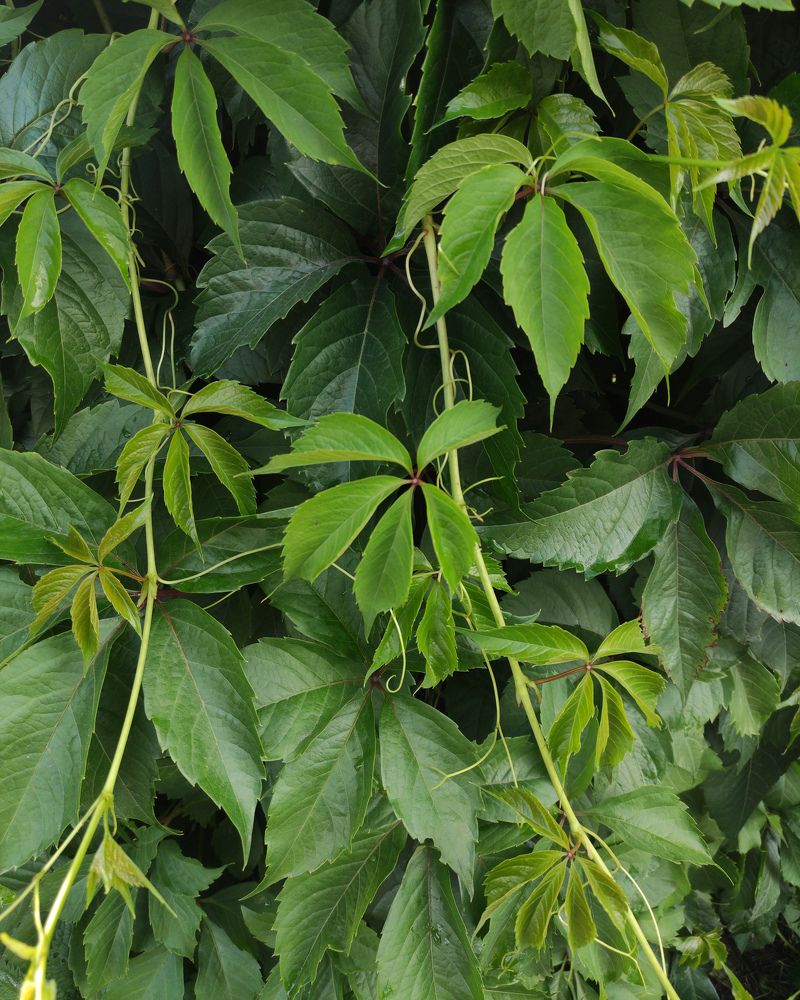 Photograph by Максим Зенкевич