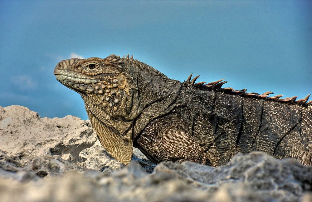 Under the watchful eye of the lizard