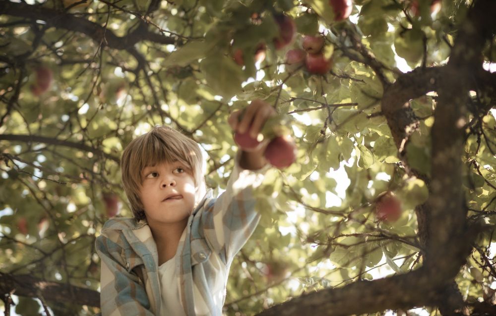 Яблоко раздора