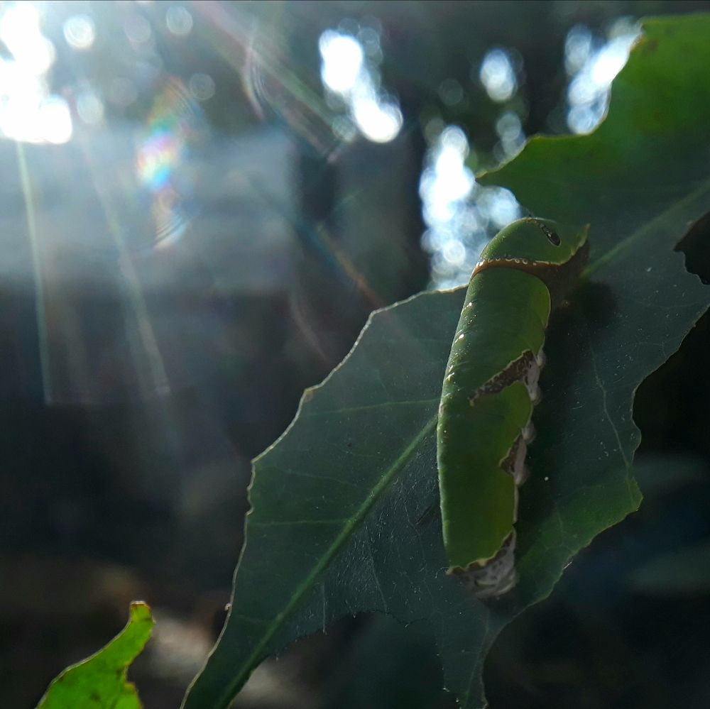 The sunbath