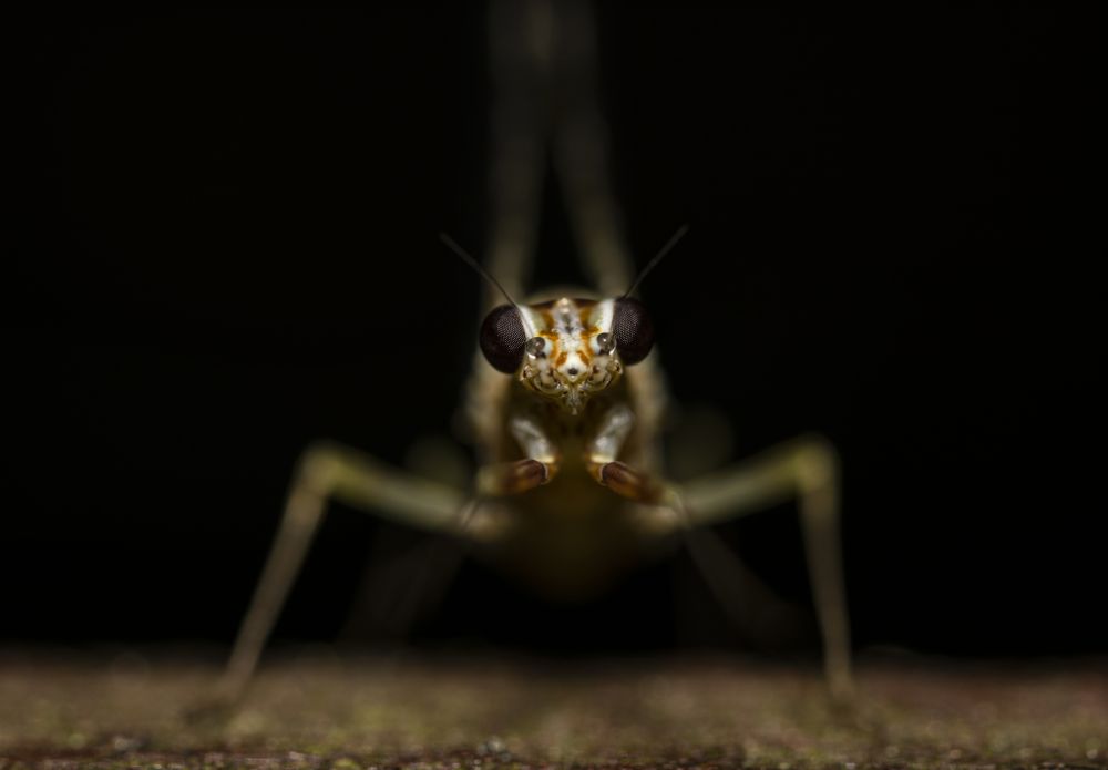 Photograph by Геворк