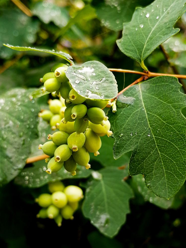 Photograph by Елена Швецова