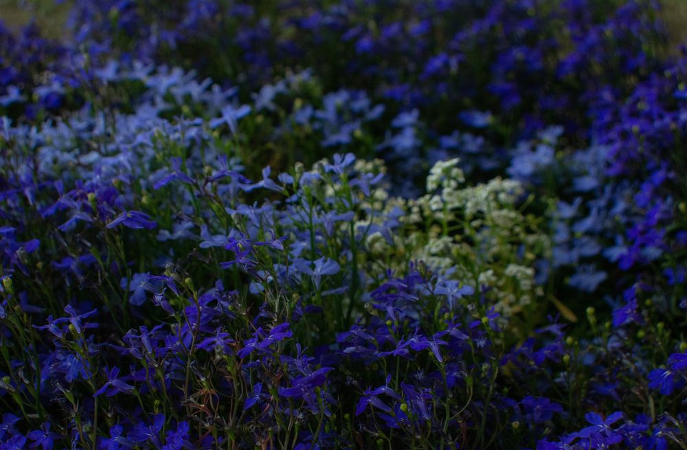 Photograph by Елена Швецова