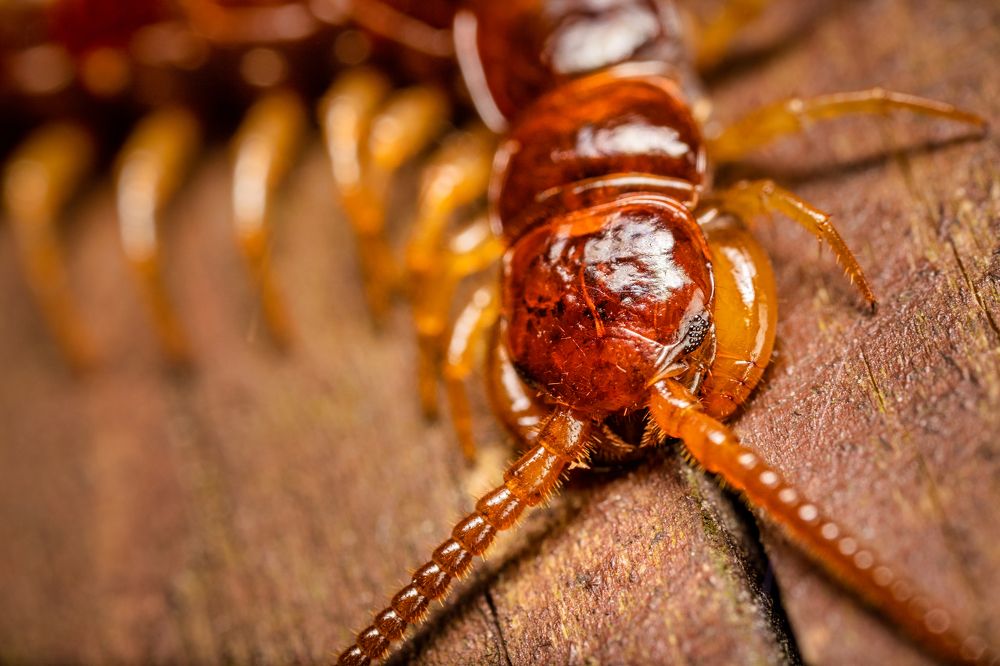 "Ночной хищник"