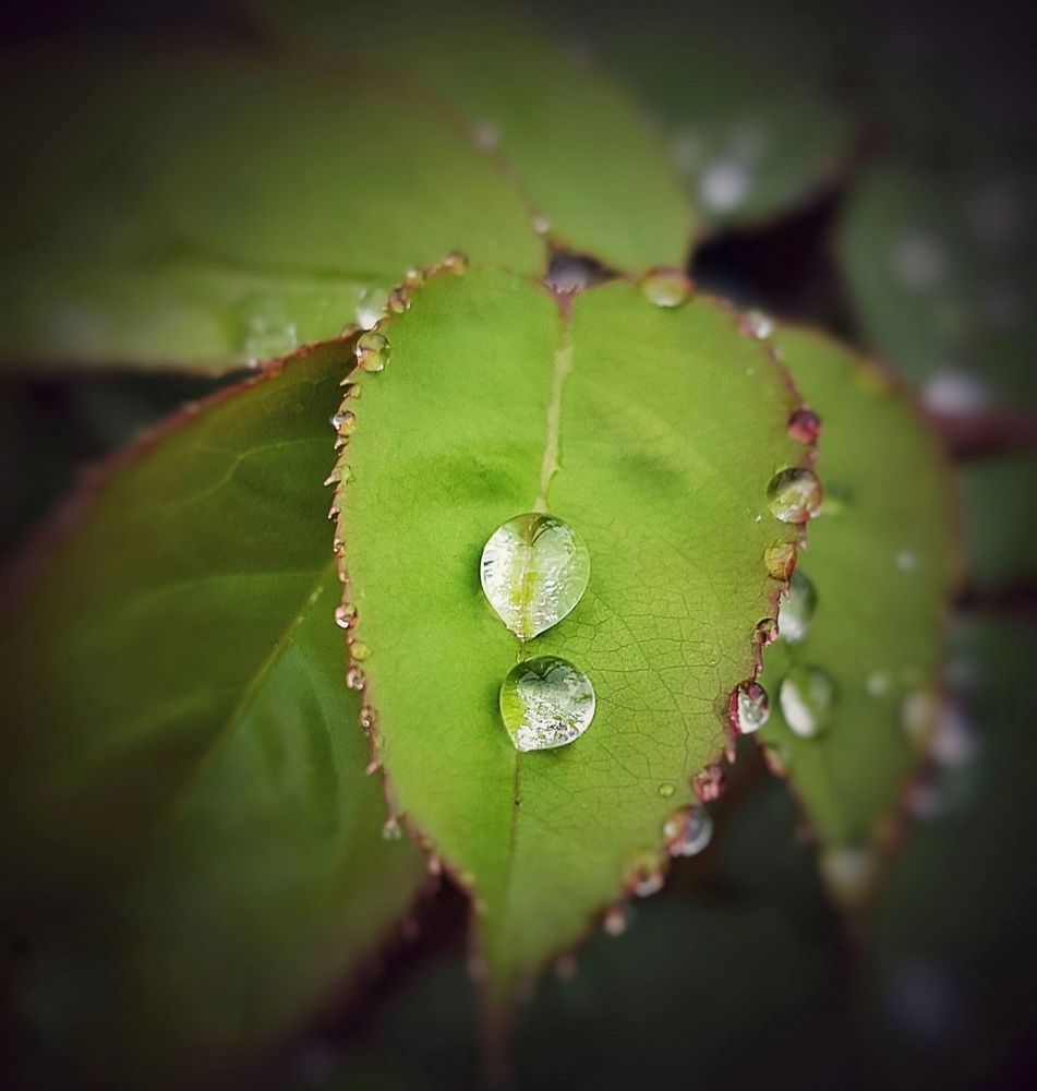 Photograph by Ольга