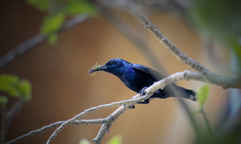 The Purple Sunbird (Male)