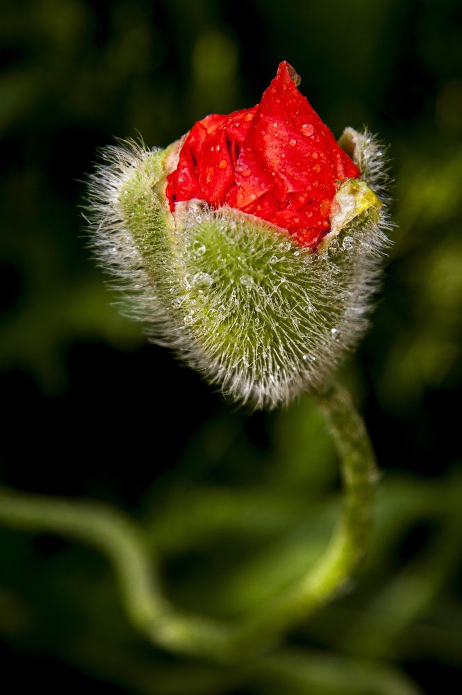 Зелёный цвет - 13