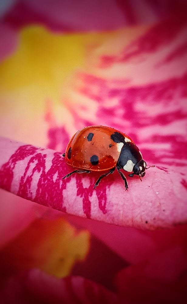 Photograph by Ольга