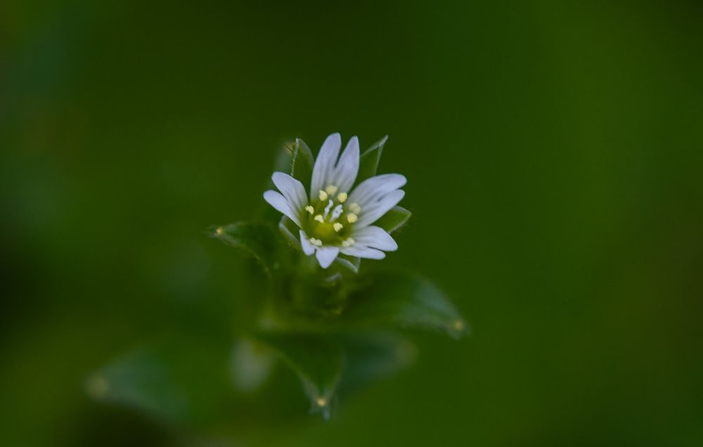 Photograph by Ольга Левакова