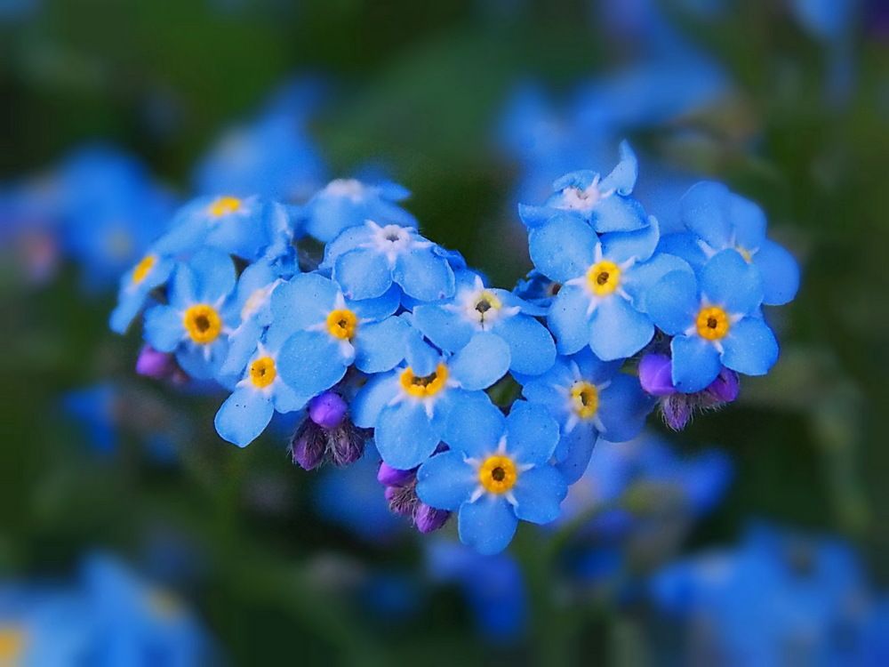 Голубое сердце