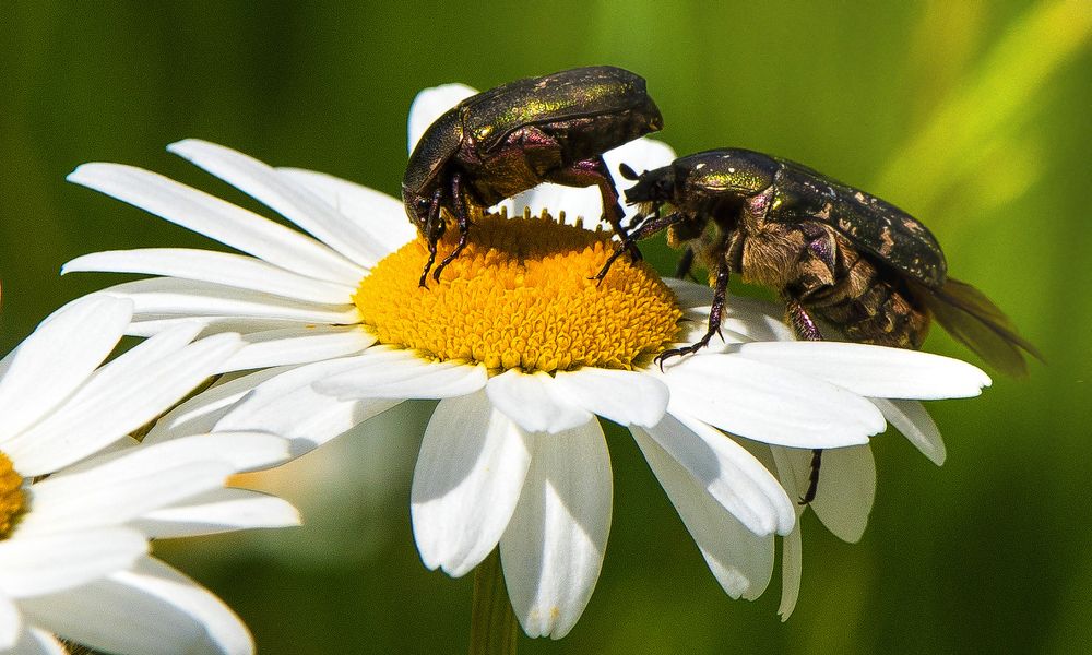 Свидание на ромашке.