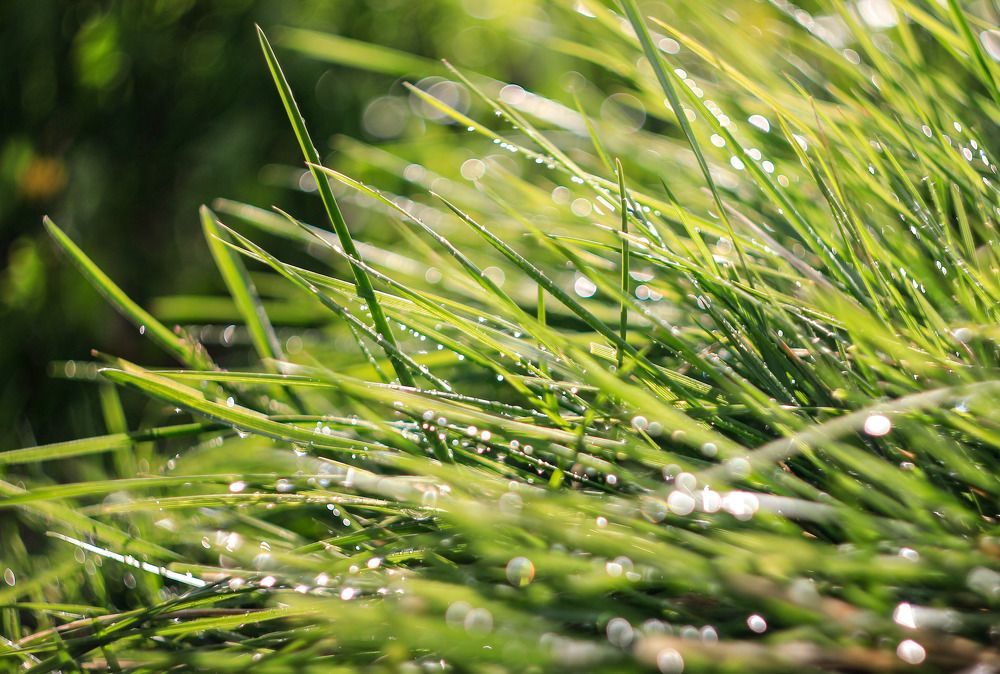 Капли дождя