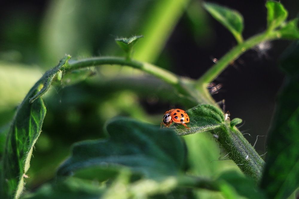 Photograph by Наталья Лукьянчук
