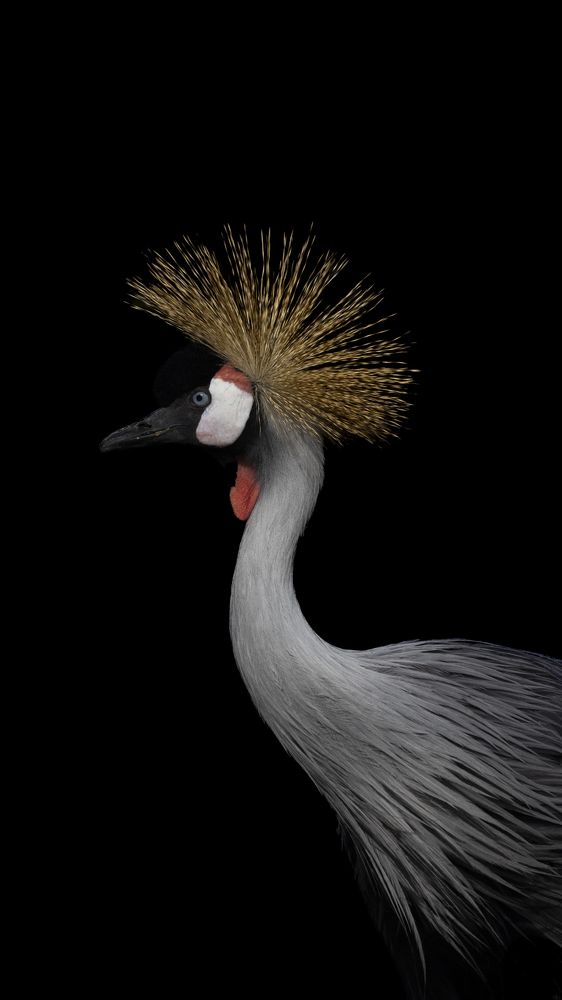 Photograph by Weinand de Koster